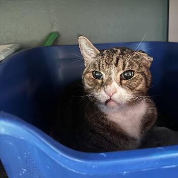 Cassie -  Domestic Short Hair Cat for Adoption in Sarasota, Florida - Cassie | PetCurious