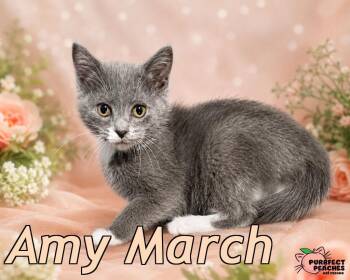 Amy March -  Domestic Short Hair Cat for Adoption in Douglasville, Georgia - Amy March | PetCurious