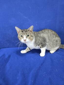 Rescue American Shorthair Cats for Adoption in Ruston, Louisiana - San Antonio | PetCurious