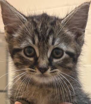 TINA -  Domestic Short Hair Cat for Adoption in Elizabethton, Tennessee - TINA | PetCurious