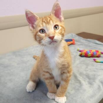Sunny D -  Domestic Short Hair Cat for Adoption in Marshfield, Wisconsin - Sunny D | PetCurious