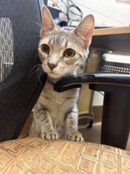 Ruby -  Domestic Short Hair Cat for Adoption in Wichita, Kansas - Ruby | PetCurious