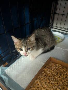 Riza Hawkeye -  Domestic Short Hair Cat for Adoption in Cincinnati, Ohio - Riza Hawkeye | PetCurious