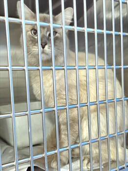 PETER -  Domestic Short Hair Cat for Adoption in Anchorage, Alaska - PETER | PetCurious