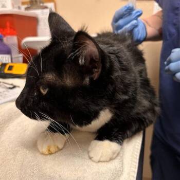 Domestic Short Hair Cats Available for Adoption - Oscar | PetCurious