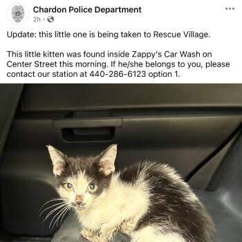 Zappy -  Domestic Short Hair Cat for Adoption - Zappy | PetCurious