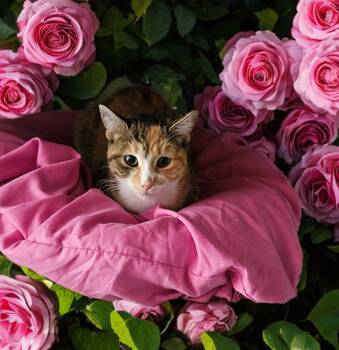 Rescue Domestic Short Hair Cats for Adoption in Jim Thorpe, Pennsylvania - Trudy | PetCurious