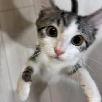 Bob the Builder (Bonded to Dizzy) -  Domestic Short Hair Cat for Adoption in Renton, Washington - Bob The Builder (Bonded To Dizzy) | PetCurious