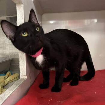 Deborah -  Domestic Short Hair Cat for Adoption in Fairport, New York - Deborah | PetCurious