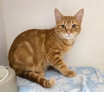 GARFIELD -  Domestic Short Hair Cat for Adoption in Texas City, Texas - GARFIELD | PetCurious