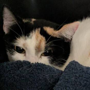 Marmalade -  Domestic Short Hair Cat for Adoption in Lynchburg, Virginia - Marmalade | PetCurious