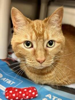Shia -  Domestic Short Hair Cat for Adoption in Wichita, Kansas - Shia | PetCurious