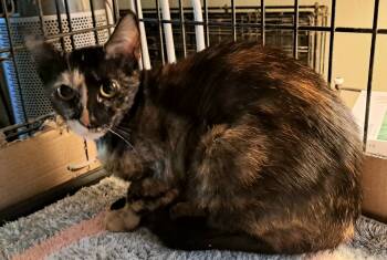Rescue Tortoiseshell Cats for Adoption in Jurupa Valley, California - Lizzy | PetCurious