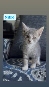 Nitro -  Domestic Short Hair Cat for Adoption in Crown Point, Indiana - Nitro | PetCurious