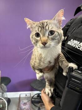 Domestic Medium Hair Cats Available for Adoption in Salt Lake City, Utah - Thor | PetCurious