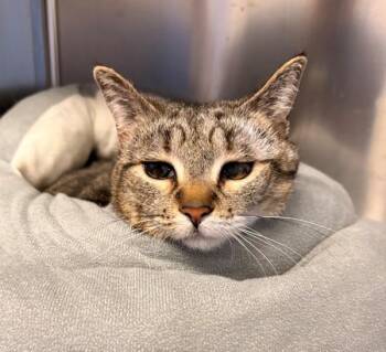 Crayon -  Domestic Short Hair Cat Available for Adoption in Winnipeg, Manitoba - Crayon | PetCurious