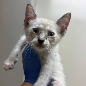 Reef -  Domestic Short Hair Cat for Adoption in Columbus, Georgia - Reef | PetCurious