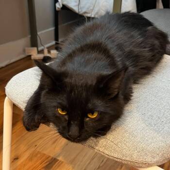Mary Poppins -  Domestic Medium Hair Cat for Adoption in Evanston, Illinois - Mary Poppins | PetCurious