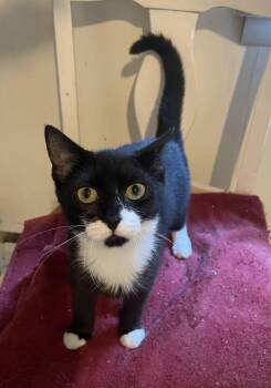 Tina -  Domestic Short Hair Cat for Adoption in Troy, New York - Tina | PetCurious
