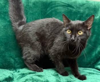 Domestic Short Hair Cats Available for Adoption in Gary, Indiana - Baby Kitty | PetCurious