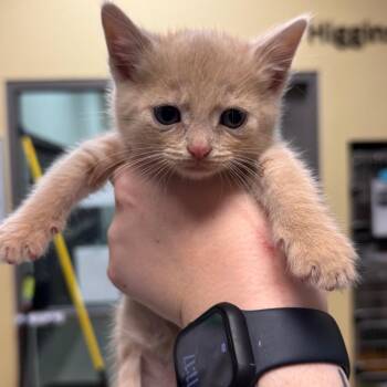 Domestic Short Hair Cats Available for Adoption in Lynchburg, Virginia - Prince | PetCurious