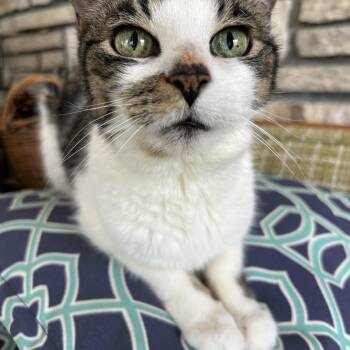 Rescue Domestic Short Hair Cats for Adoption in Brantford, Ontario - Gertie | PetCurious