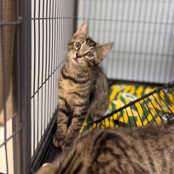 Cambridge Kitty -  Domestic Short Hair Cat for Adoption in Portage, Michigan - Cambridge Kitty | PetCurious