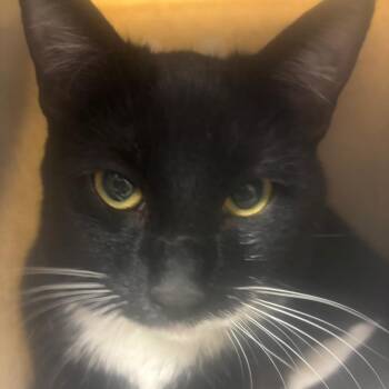 Domestic Short Hair Cats Available for Adoption in Reno, Nevada - Luke | PetCurious