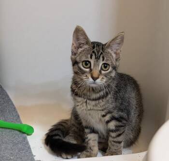 Matcha #3 -  Domestic Short Hair and Tabby Cat for Adoption in Westfield, Wisconsin - Matcha #3 | PetCurious