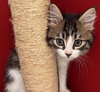 Astarion 1392-26 -  Domestic Medium Hair and Domestic Short Hair Cat for Adoption in Cumming, Georgia - Astarion 1392-26 | PetCurious