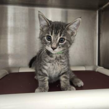 Silver -  Domestic Short Hair Cat for Adoption in Fort Wayne, Indiana - Silver | PetCurious