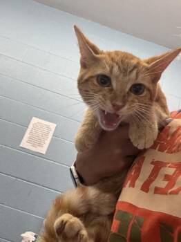Tobias -  Domestic Short Hair Cat for Adoption in Evansville, Indiana - Tobias | PetCurious