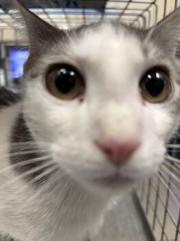 Domestic Short Hair Cats Available for Adoption in Las Vegas, Nevada - OBI-WAN KENOBI | PetCurious