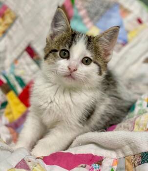 Lyric -  Domestic Short Hair Cat for Adoption in Decorah, Iowa - Lyric | PetCurious