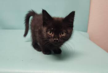 DALLY -  Domestic Short Hair Cat for Adoption in Loveland, Colorado - DALLY | PetCurious