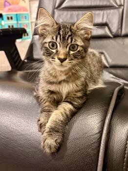 Tony -  Domestic Short Hair and Tabby Cat for Adoption in Pasco, Washington - Tony | PetCurious