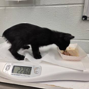 Tuna -  Domestic Short Hair Cat for Adoption in Chattanooga, Tennessee - Tuna | PetCurious