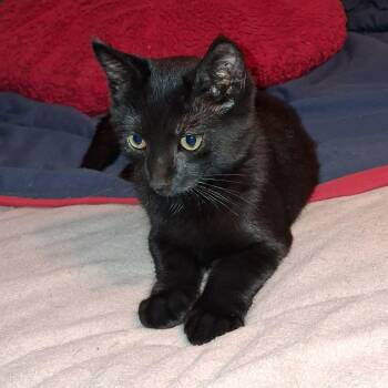Binx -  Domestic Short Hair Cat for Adoption in Penns Grove, New Jersey - Binx | PetCurious