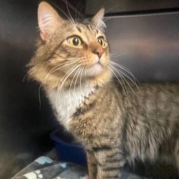Domestic Medium Hair Cats Available for Adoption in Newport, North Carolina - Rocky | PetCurious