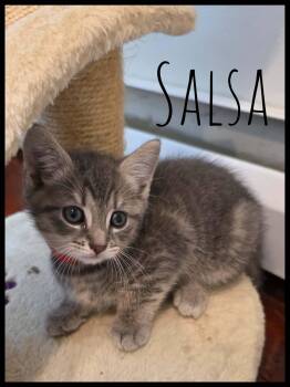 Domestic Short Hair Cats Available for Adoption in Enfield, Connecticut - Salsa Kitten  | PetCurious
