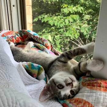Mirin -  Domestic Short Hair Cat for Adoption in Evanston, Illinois - Mirin | PetCurious