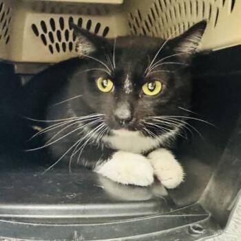 Astro -- Bonded Buddy With Comet -  Domestic Short Hair Cat for Adoption in Des Moines, Iowa - Astro -- Bonded Buddy With Comet | PetCurious