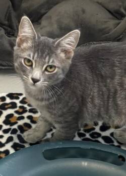 Kingston 784-26 -  Domestic Short Hair Cat for Adoption in Cumming, Georgia - Kingston 784-26 | PetCurious