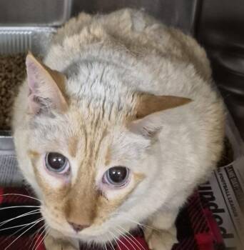 Nf-29 Knox -  Domestic Short Hair Cat for Adoption in Lawrenceville, Georgia - Nf-29 Knox | PetCurious