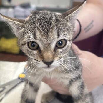 Paprika -  Domestic Short Hair Cat for Adoption in West Point, Mississippi - Paprika | PetCurious