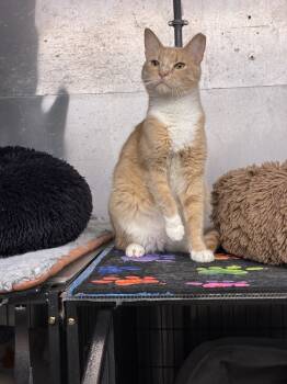 Rescue Abyssinian and Domestic Short Hair Cats for Adoption in Randolph, Massachusetts - Lucky Leroy | PetCurious