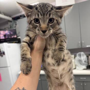 Cookie Jr -  Domestic Short Hair Cat for Adoption in Port Charlotte, Florida - Cookie Jr | PetCurious