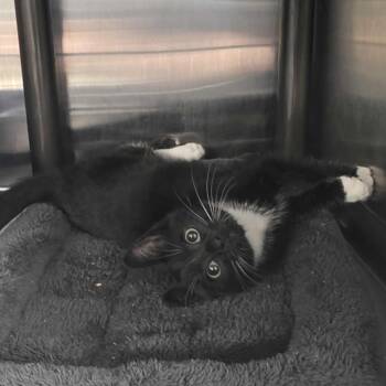 Micah -  Domestic Short Hair Cat for Adoption in Falls Church, Virginia - Micah | PetCurious