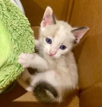 Sugar -  Siamese and Domestic Short Hair Cat for Adoption in Fort Worth, Texas - Sugar | PetCurious