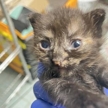 Mable -  Domestic Short Hair Cat for Adoption in Philadelphia, Pennsylvania - Mable | PetCurious